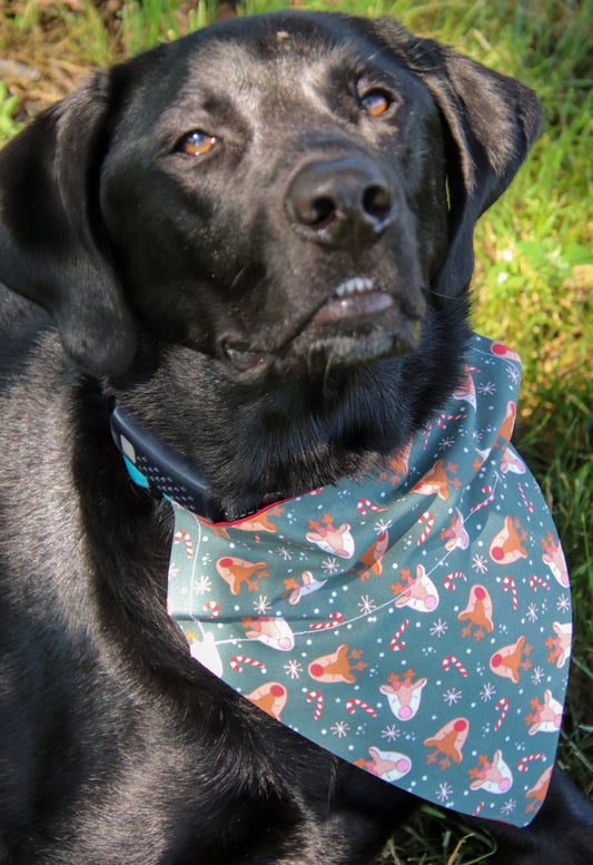 Rudolph Reindeer Bandana