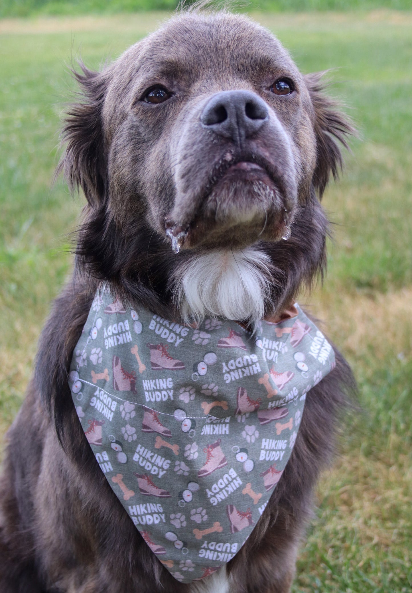 Hiking Buddy Bandana