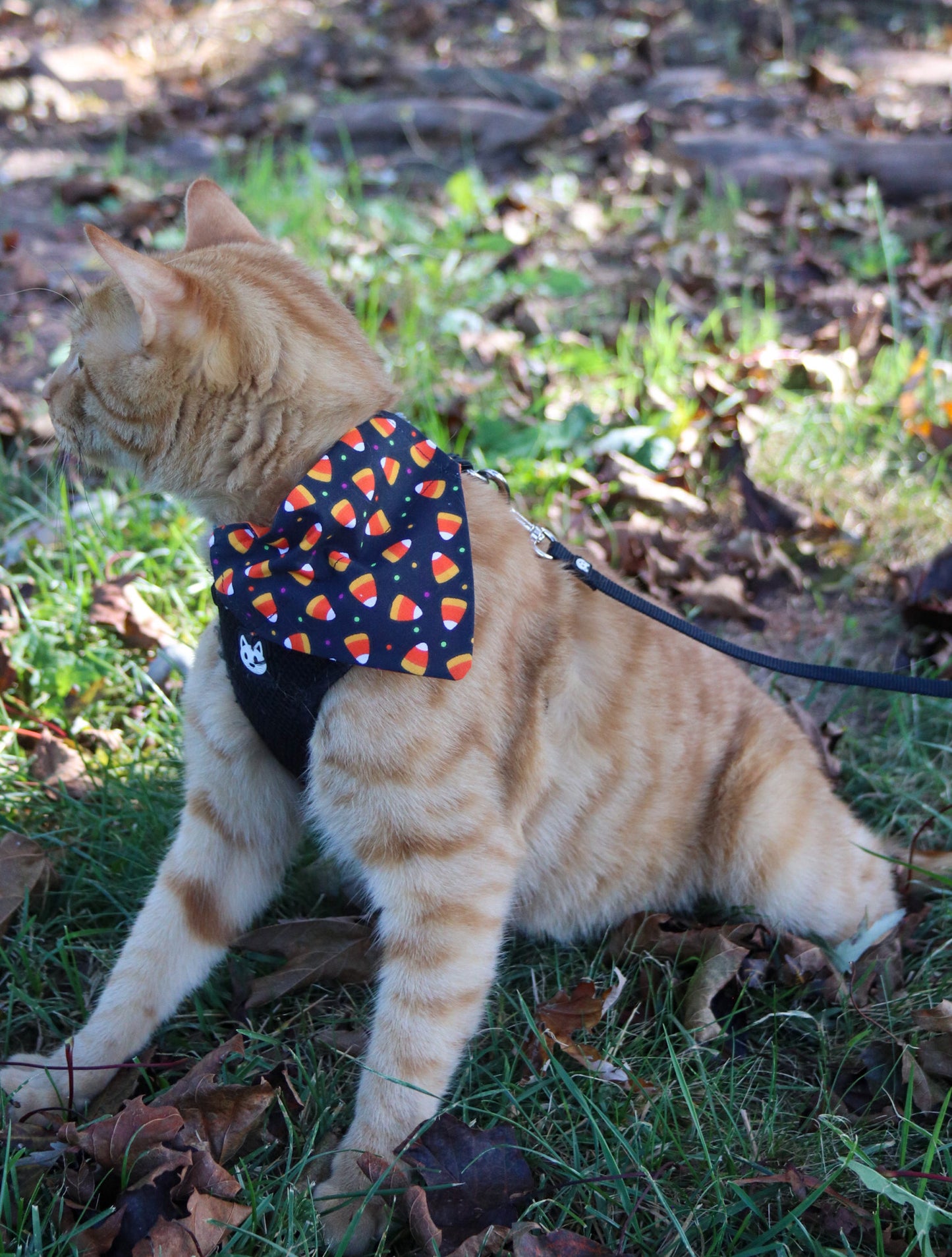 Candy Corn Cat Bandana