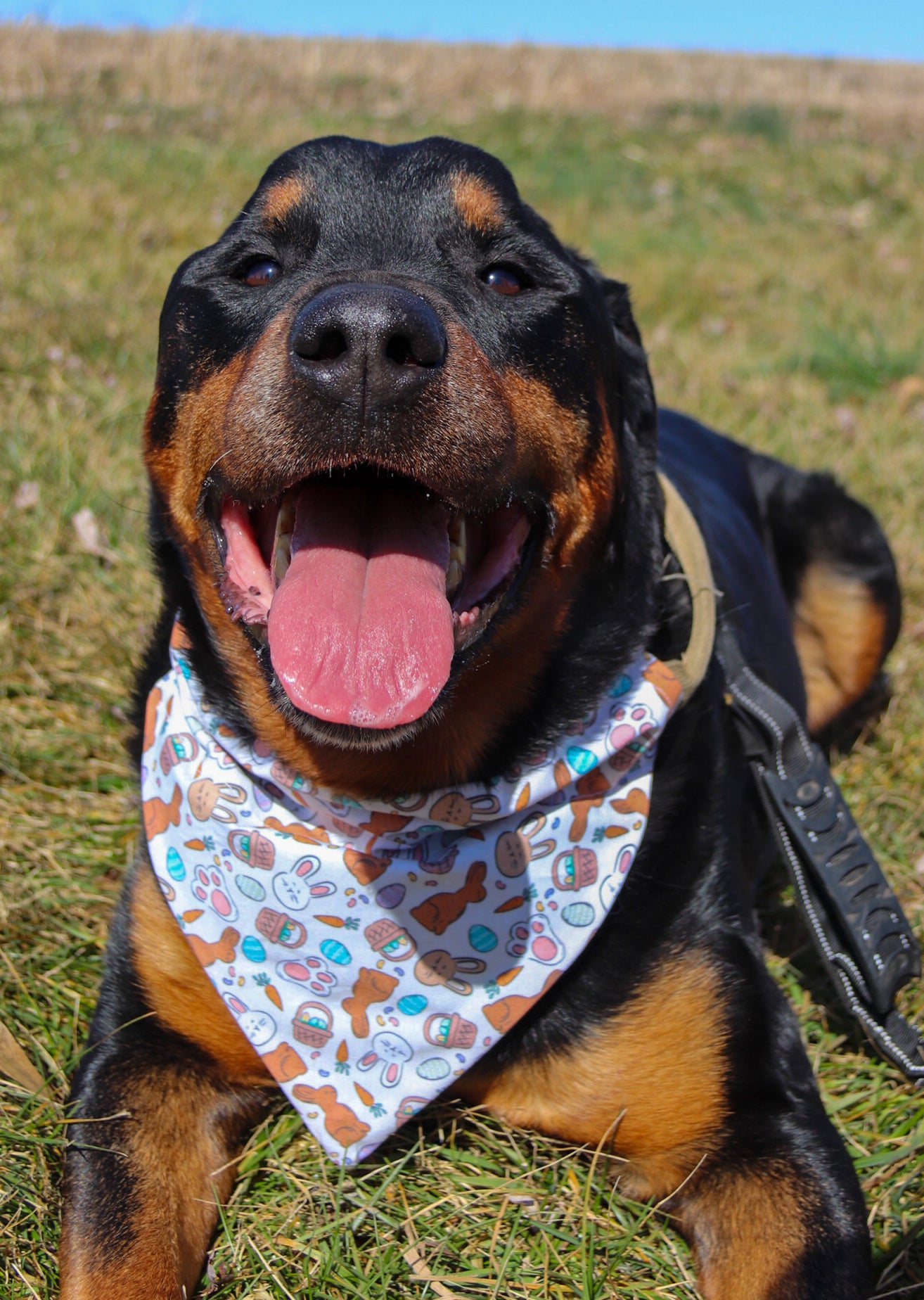 Chocolate Bunny Bandana