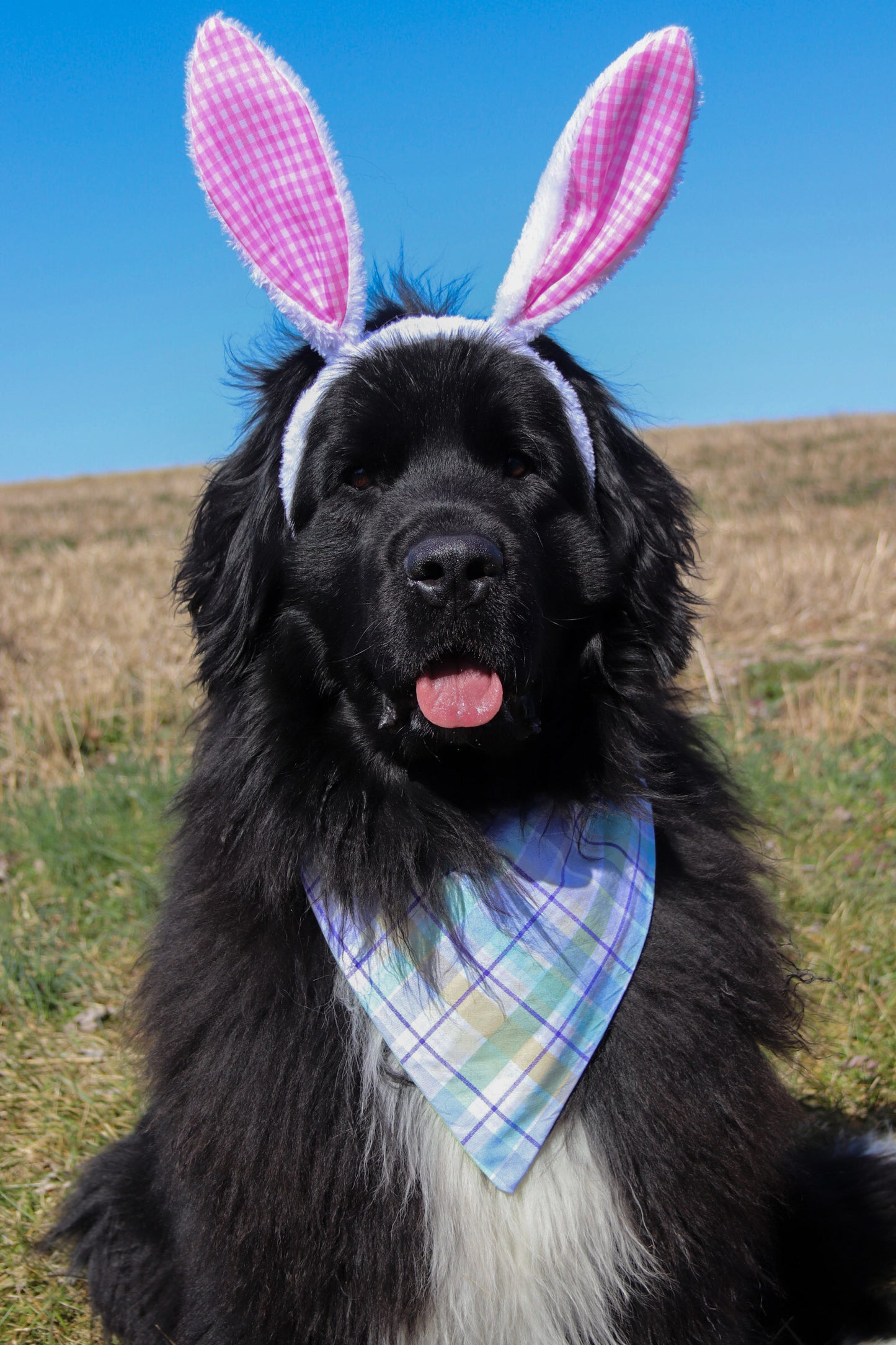 Purple Plaid Bandana