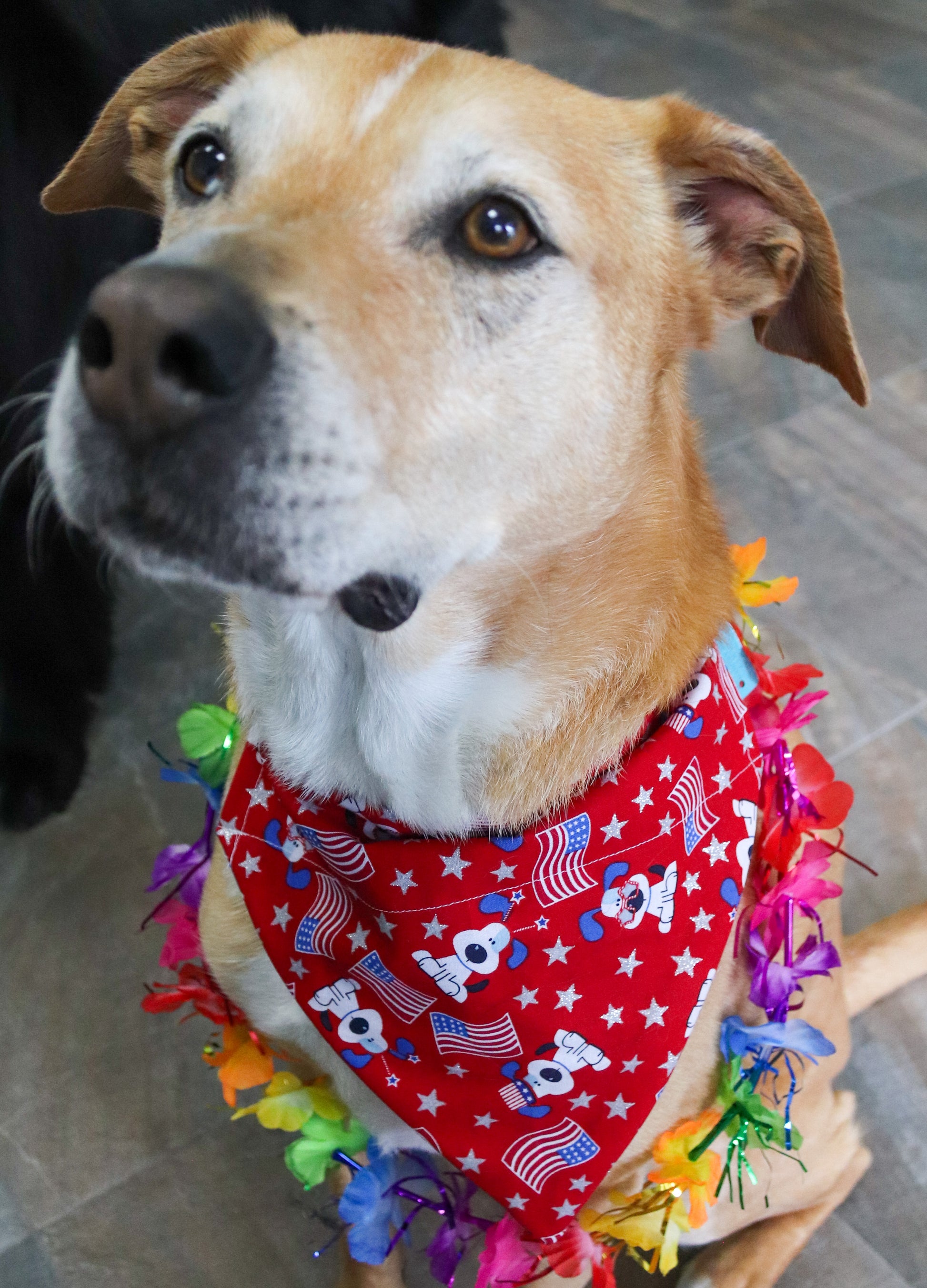 4th Of July Dog Bandana – The Dog House - Main Image