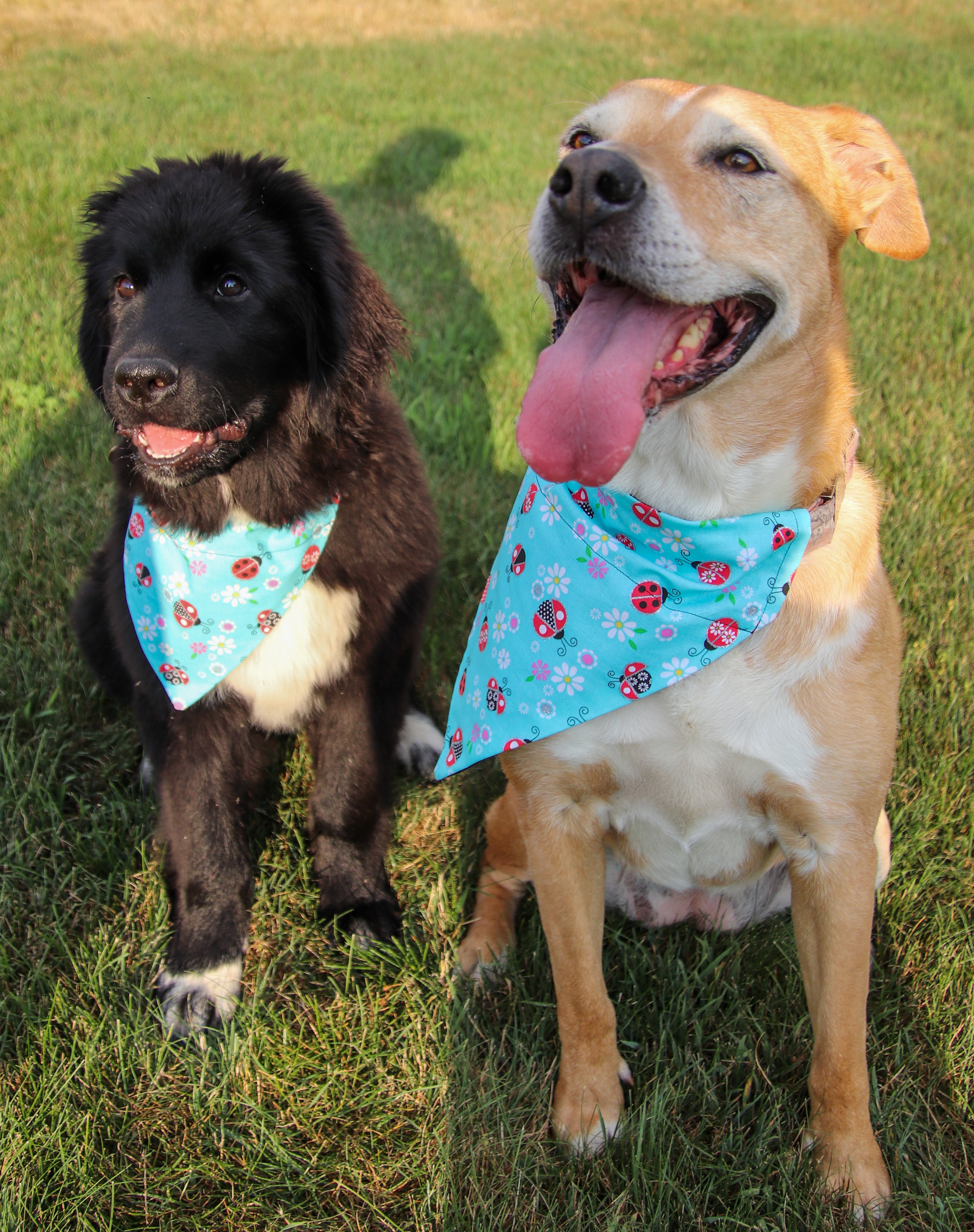 Ladybug dog outlet collar