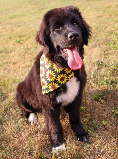 Sunflower Bandana
