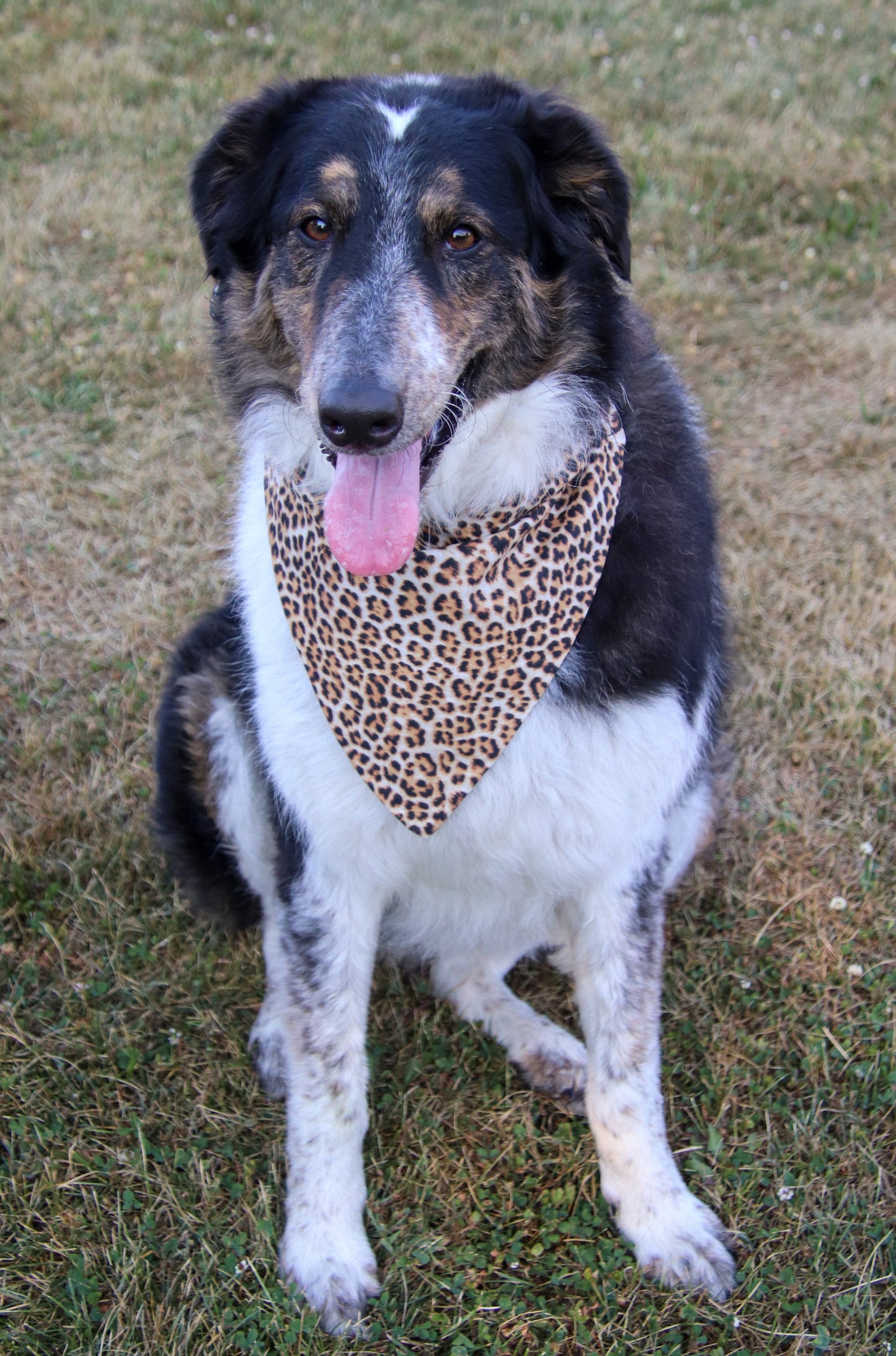 Brown Cheetah Bandana