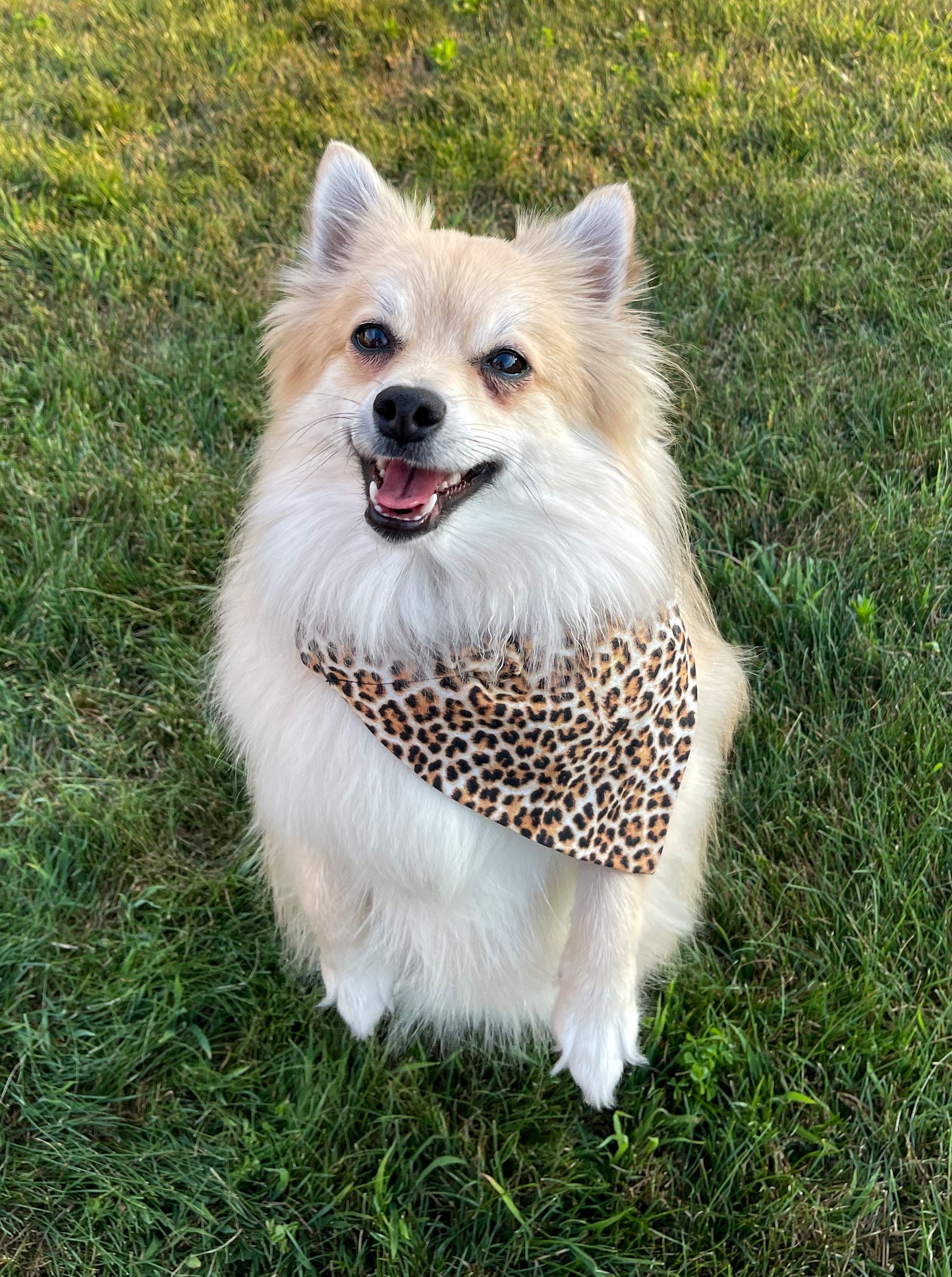 Brown Cheetah Bandana