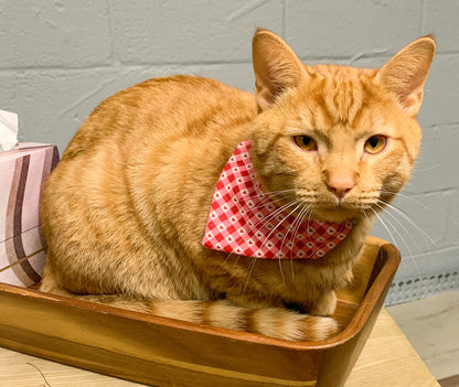 Valentine’s Day Plaid/Heart Cat Bandana