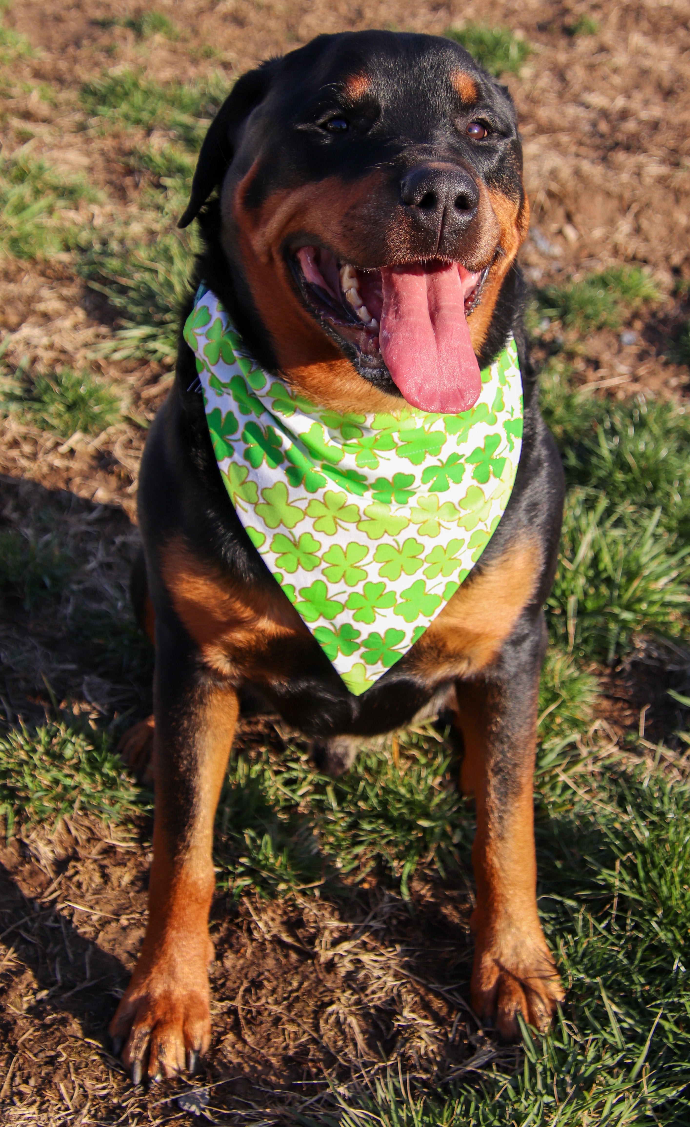 St.Patrick s Day Glitter Shamrock Bandana The Dog House